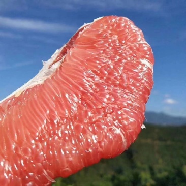 湖北蜜柚红心柚白蜜柚颗粒饱满汁多味甜品质优