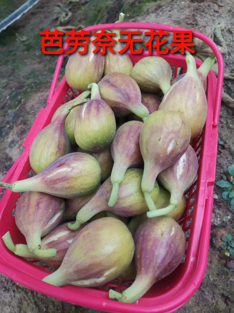 【死苗补发】芭劳奈无花果苗当年亩产可实现5千斤品种纯正