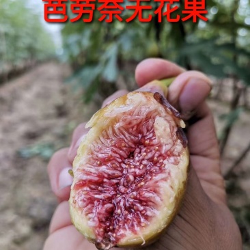 【死苗补发】芭劳奈无花果苗当年亩产可实现5千斤品种纯正