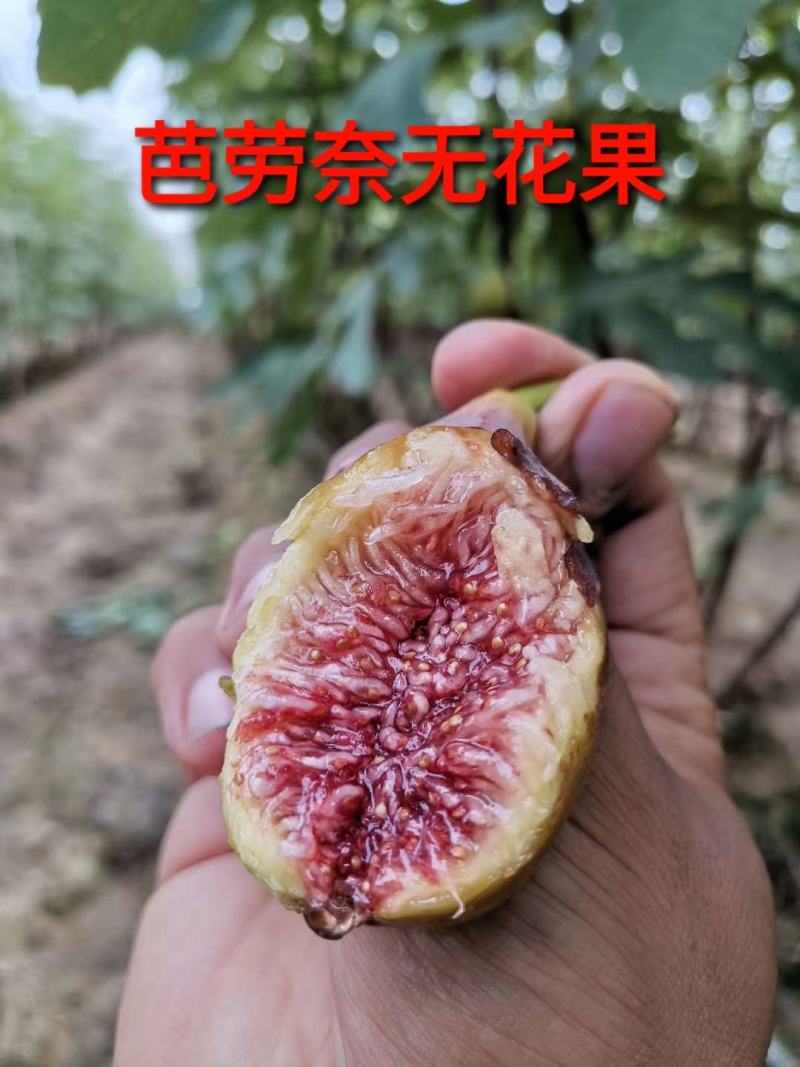 【死苗补发】芭劳奈无花果苗当年亩产可实现5千斤品种纯正