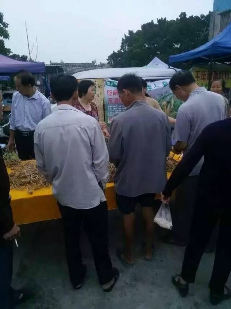 园参人参东北沙参地摊东北鲜人参展会地摊都合适萝卜参