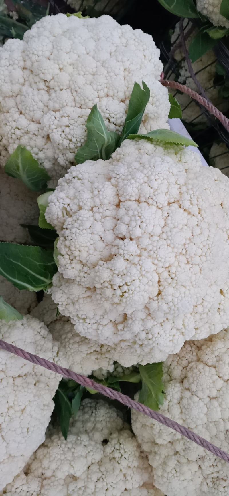 松花菜，四川【有机散花菜】青梗白面，小颗粒，一手货源