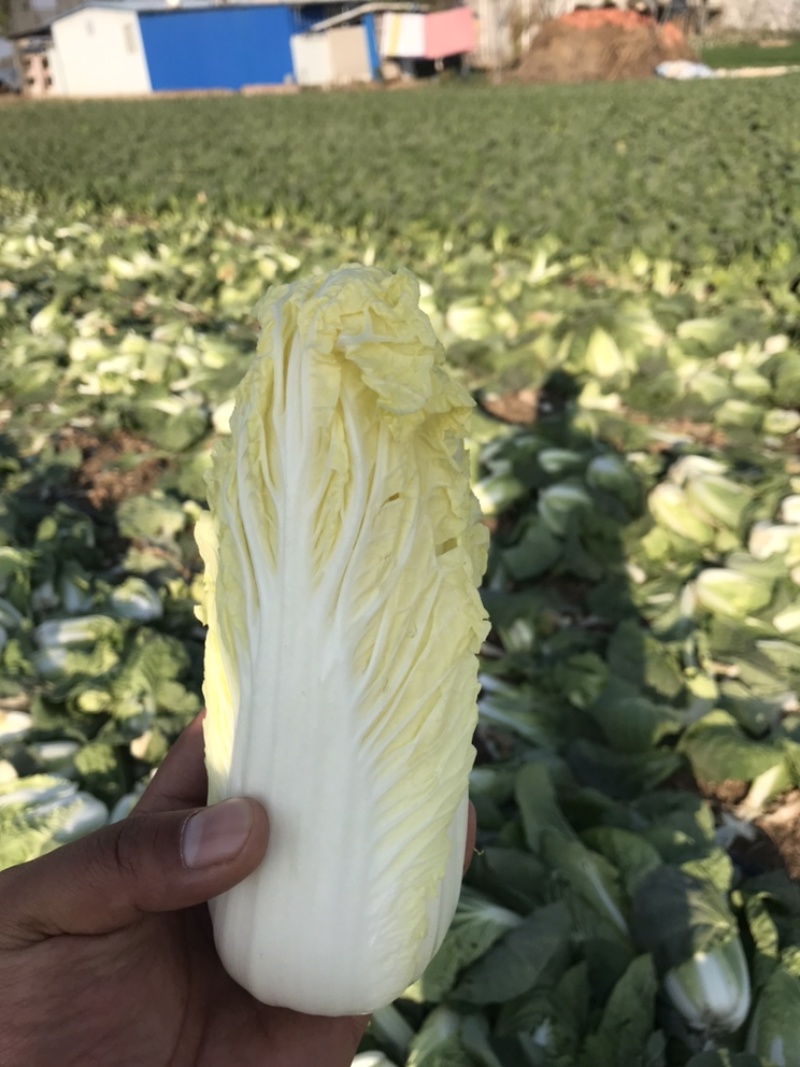 基地娃娃菜，价格优惠，需要的老板联系