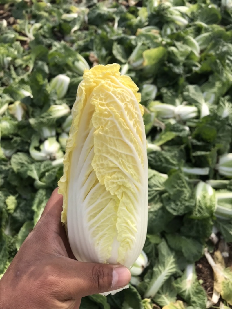 基地娃娃菜，价格优惠，需要的老板联系
