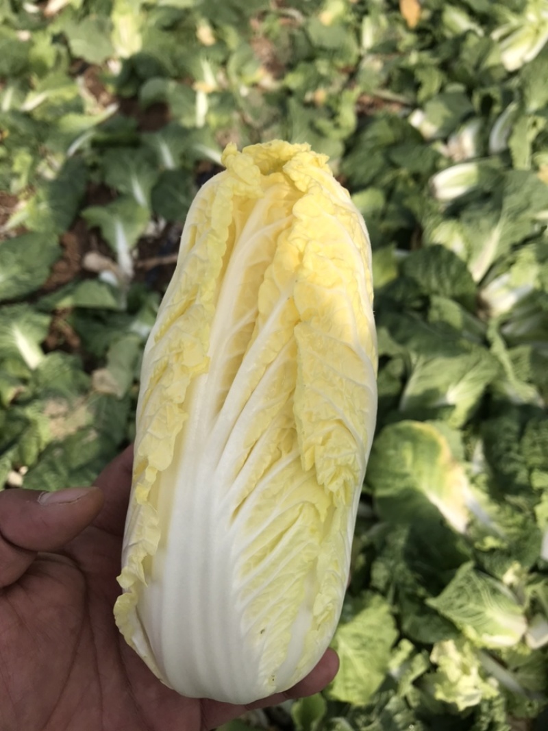 基地娃娃菜，价格优惠，需要的老板联系