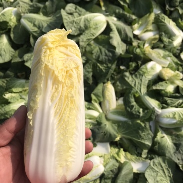 基地娃娃菜，价格优惠，需要的老板联系