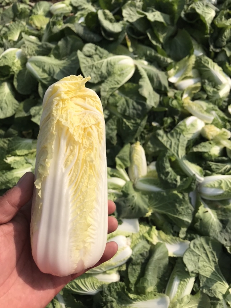 基地娃娃菜，价格优惠，需要的老板联系