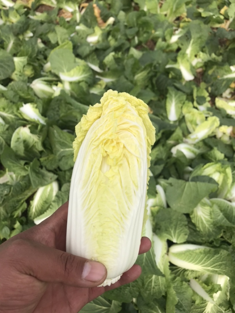 基地娃娃菜，价格优惠，需要的老板联系