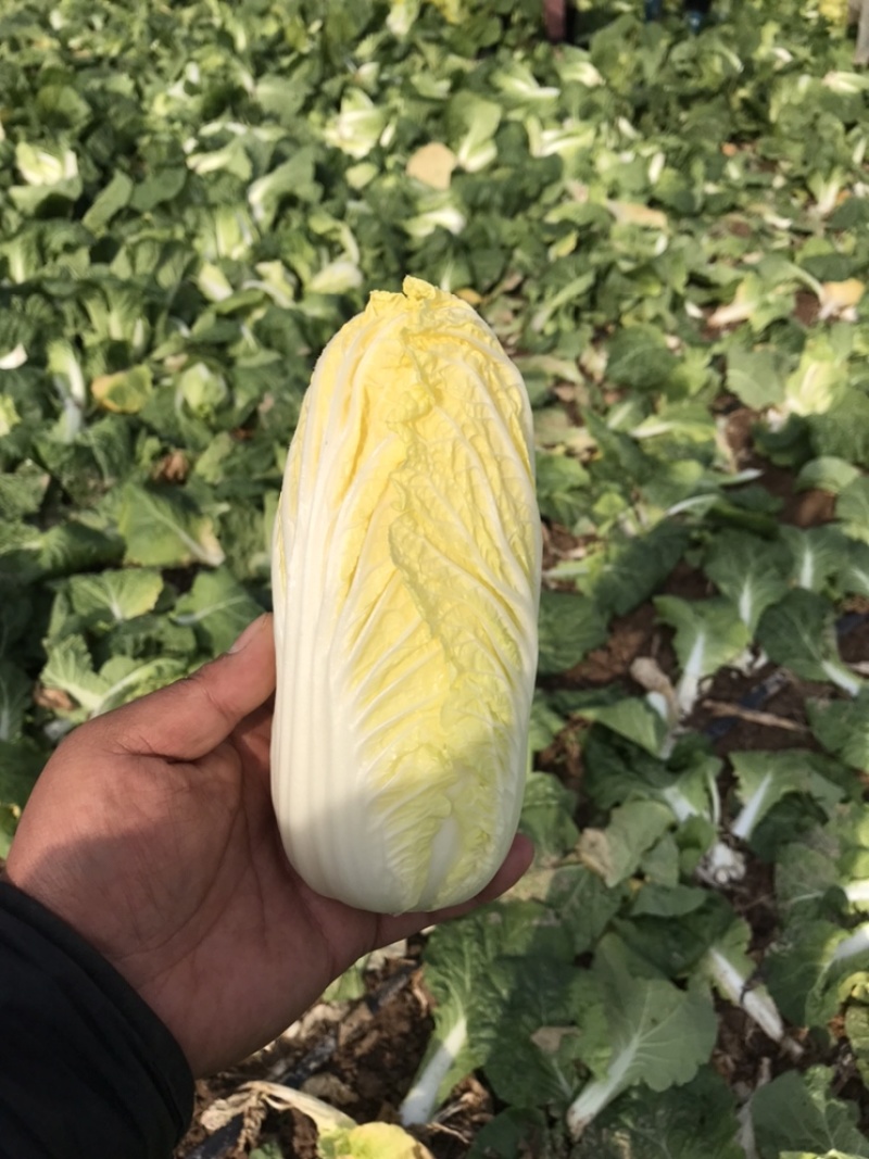 基地娃娃菜，价格优惠，需要的老板联系