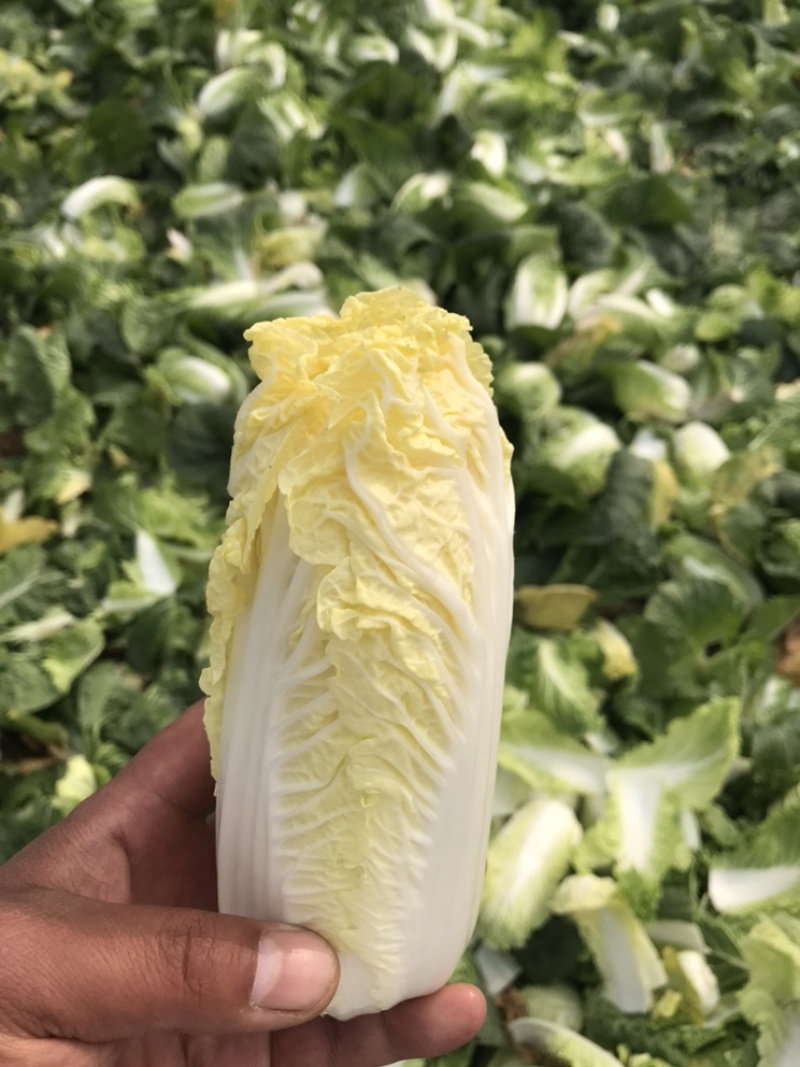基地娃娃菜，价格优惠，需要的老板联系