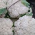 松花菜，四川【有机散花菜】青梗白面，小颗粒，一手货源