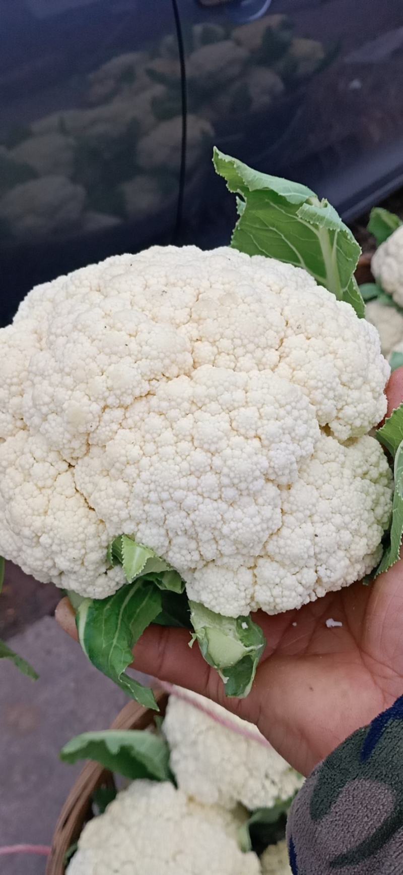 松花菜，四川【有机散花菜】青梗白面，小颗粒，一手货源