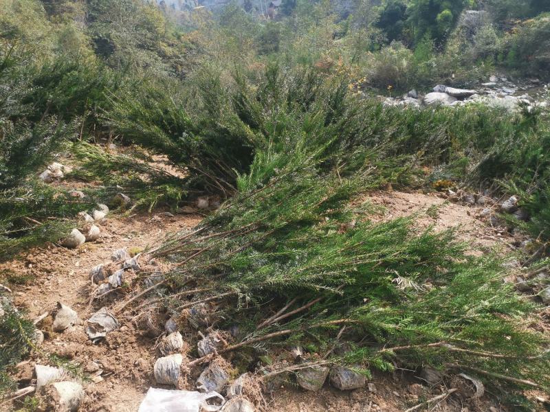 基地发货，曼地亚红豆杉挂果杯苗，无中介，量大价更优