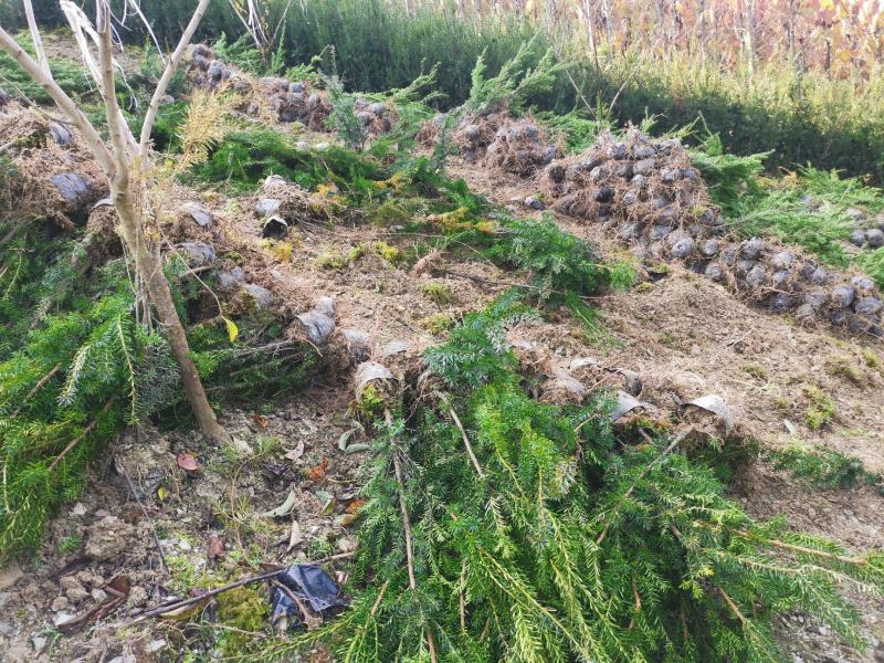 基地发货，曼地亚红豆杉挂果杯苗，无中介，量大价更优
