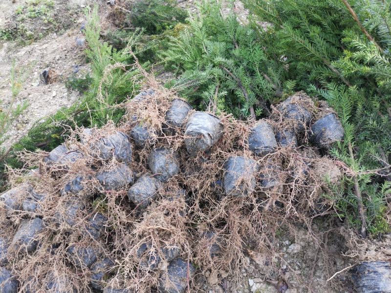 基地发货，曼地亚红豆杉挂果杯苗，无中介，量大价更优