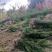 基地发货，曼地亚红豆杉挂果杯苗，无中介，量大价更优