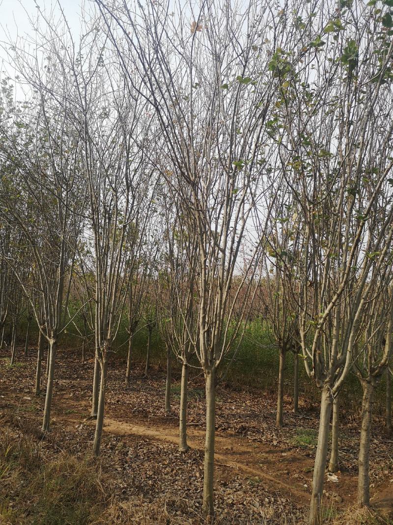 西府海棠1--15公分现挖现发，保质保量，欢迎选购