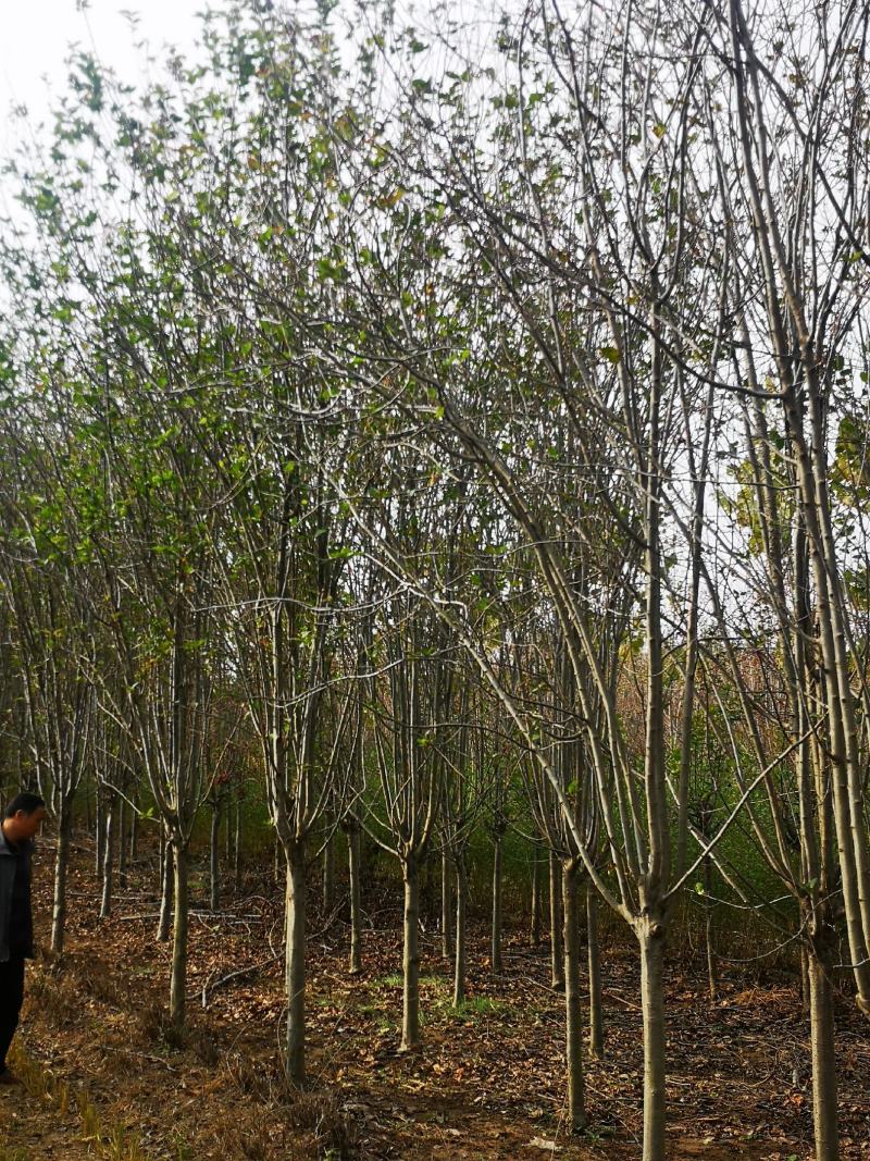 西府海棠1--15公分现挖现发，保质保量，欢迎选购