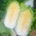 山西黄心白菜白菜质优价廉产地供应货源稳定