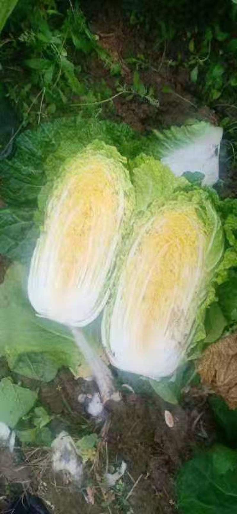 山西黄心白菜白菜质优价廉产地供应货源稳定