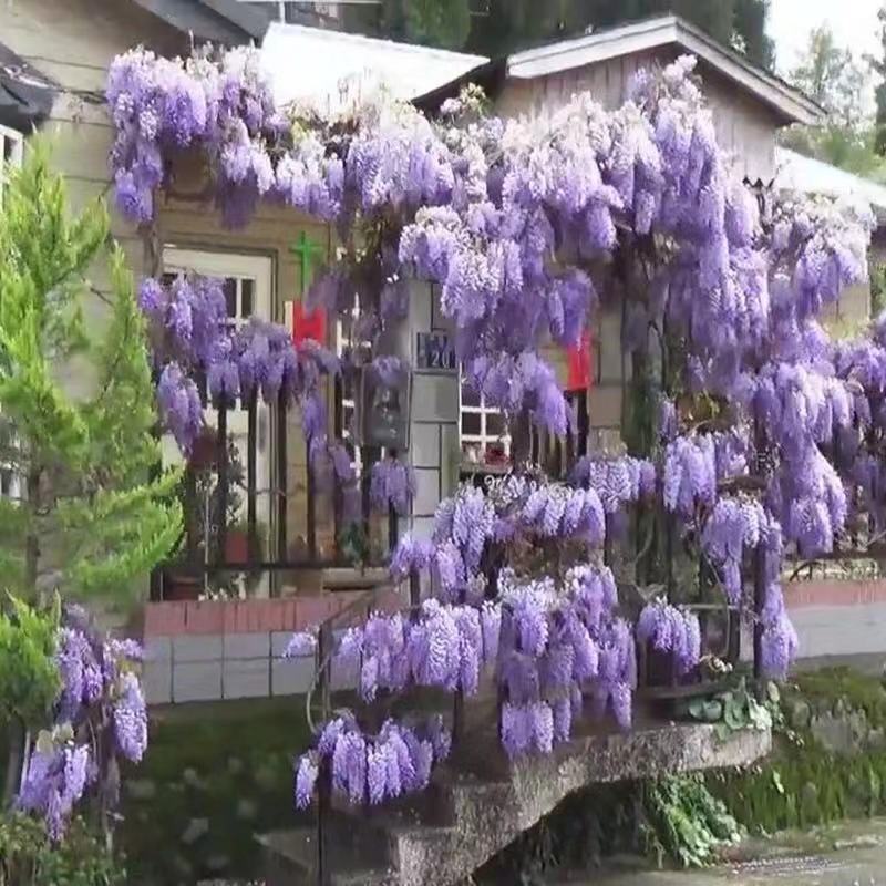 紫藤种子新采收紫藤树苗种子多花紫藤紫藤花紫藤萝攀爬四季