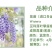 紫藤种子新采收紫藤树苗种子多花紫藤紫藤花紫藤萝攀爬四季