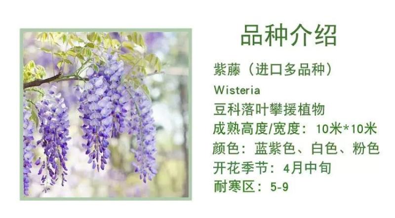 紫藤种子新采收紫藤树苗种子多花紫藤紫藤花紫藤萝攀爬四季