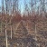 高杆海棠北美海棠海棠苗产地，全国供货，诚信经营