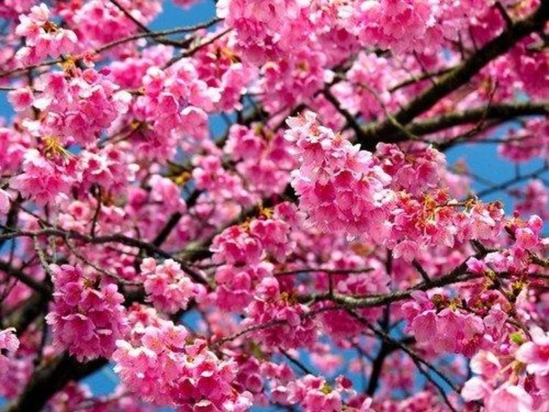 日本大红樱花种子新采樱花种子樱花树苗木种子行道树