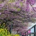 日本大红樱花种子新采樱花种子樱花树苗木种子行道树