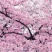 日本大红樱花种子新采樱花种子樱花树苗木种子行道树