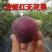 【基地直销】优质波姬红无花果苗规格齐全品种纯正全方位服务