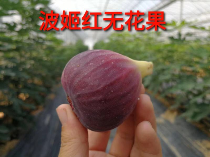 【基地直销】优质波姬红无花果苗规格齐全品种纯正全方位服务