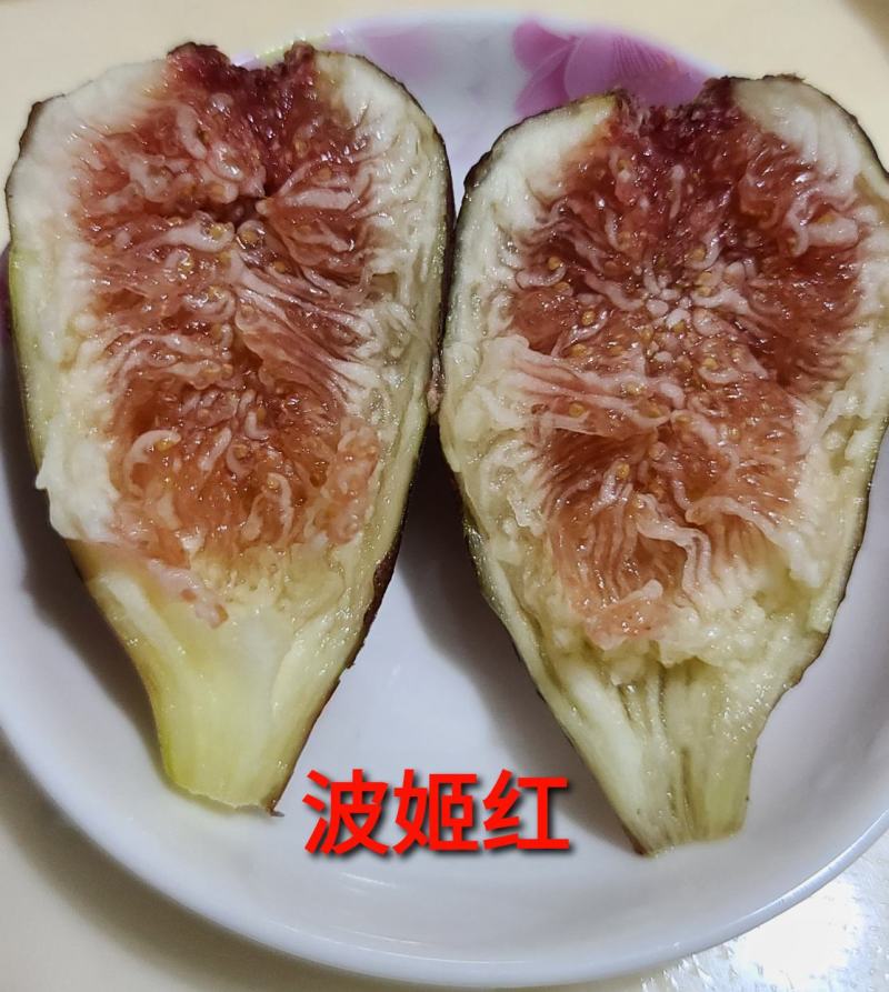 【基地直销】优质波姬红无花果苗规格齐全品种纯正全方位服务