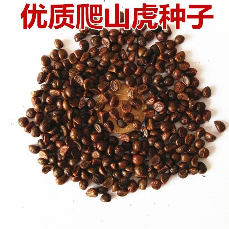新采爬山虎种子五叶地锦种子秋天变红爬墙虎四季种护坡
