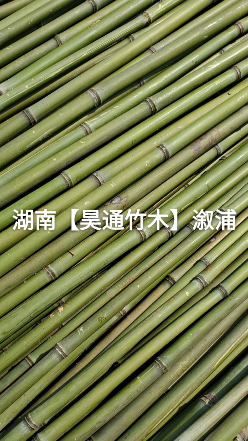 湘西雪峰山菜架竹、小竹竿、竹架条、金竹、铁竹