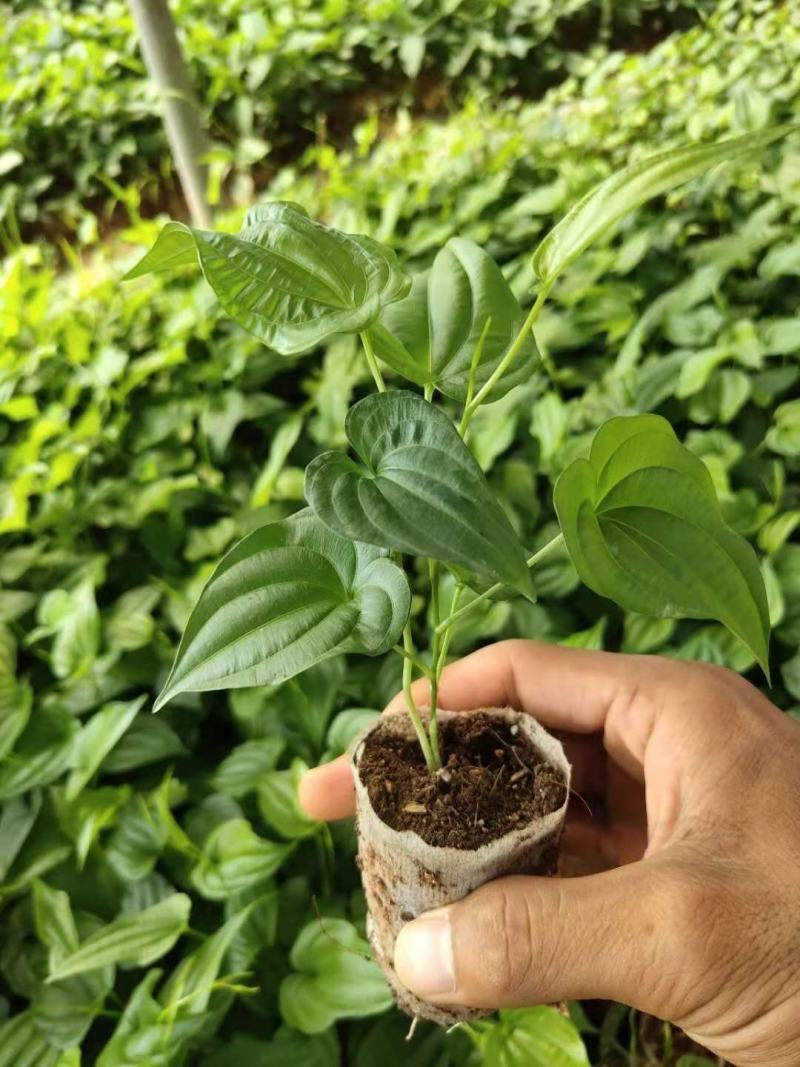 【热卖中】红花百部苗，高产快速，包技术包回收