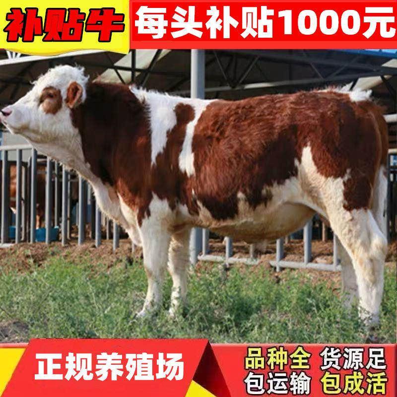 黄牛土黄牛放养黄牛犊改良黄牛出售补贴1000元