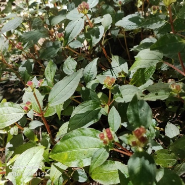 风柜斗草，天然，野生，