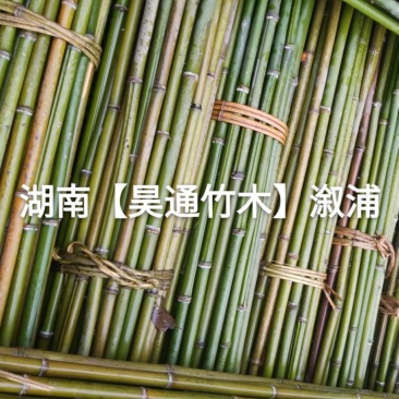 湘西雪峰山竹竿、菜架竹、金竹、铁竹、架菜杆、竹子