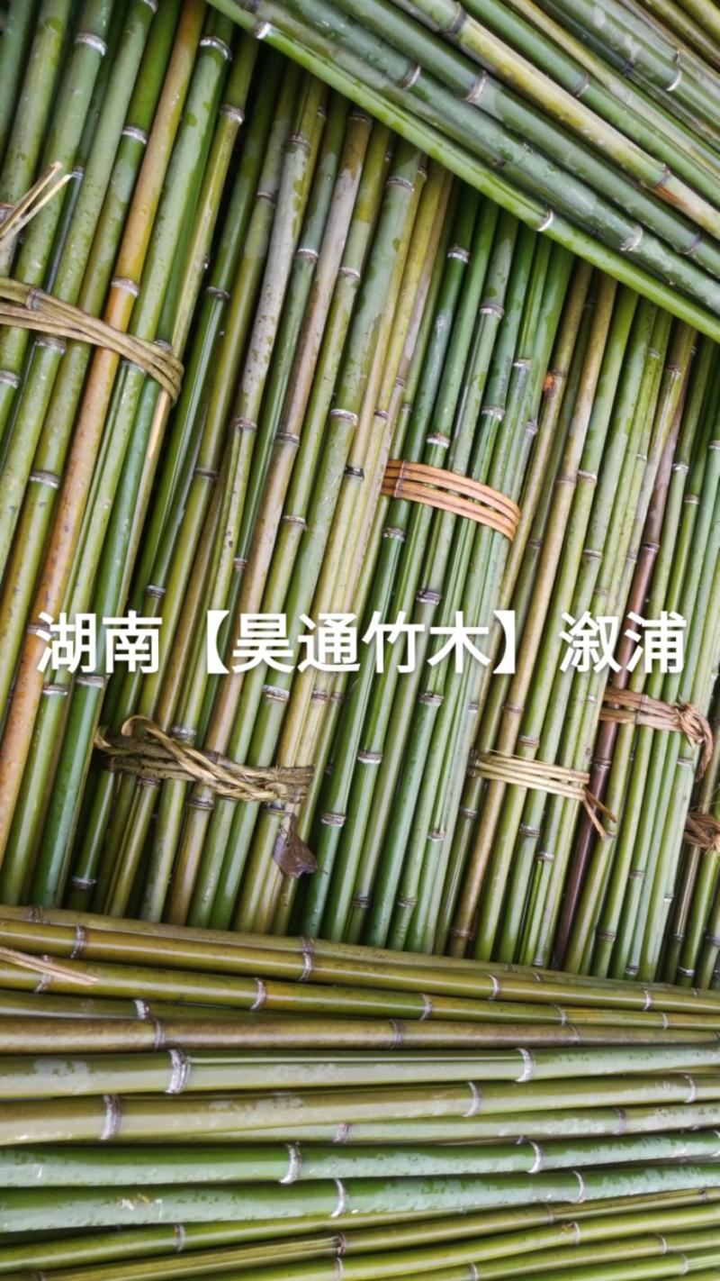 湘西雪峰山竹竿、菜架竹、金竹、铁竹、架菜杆、竹子
