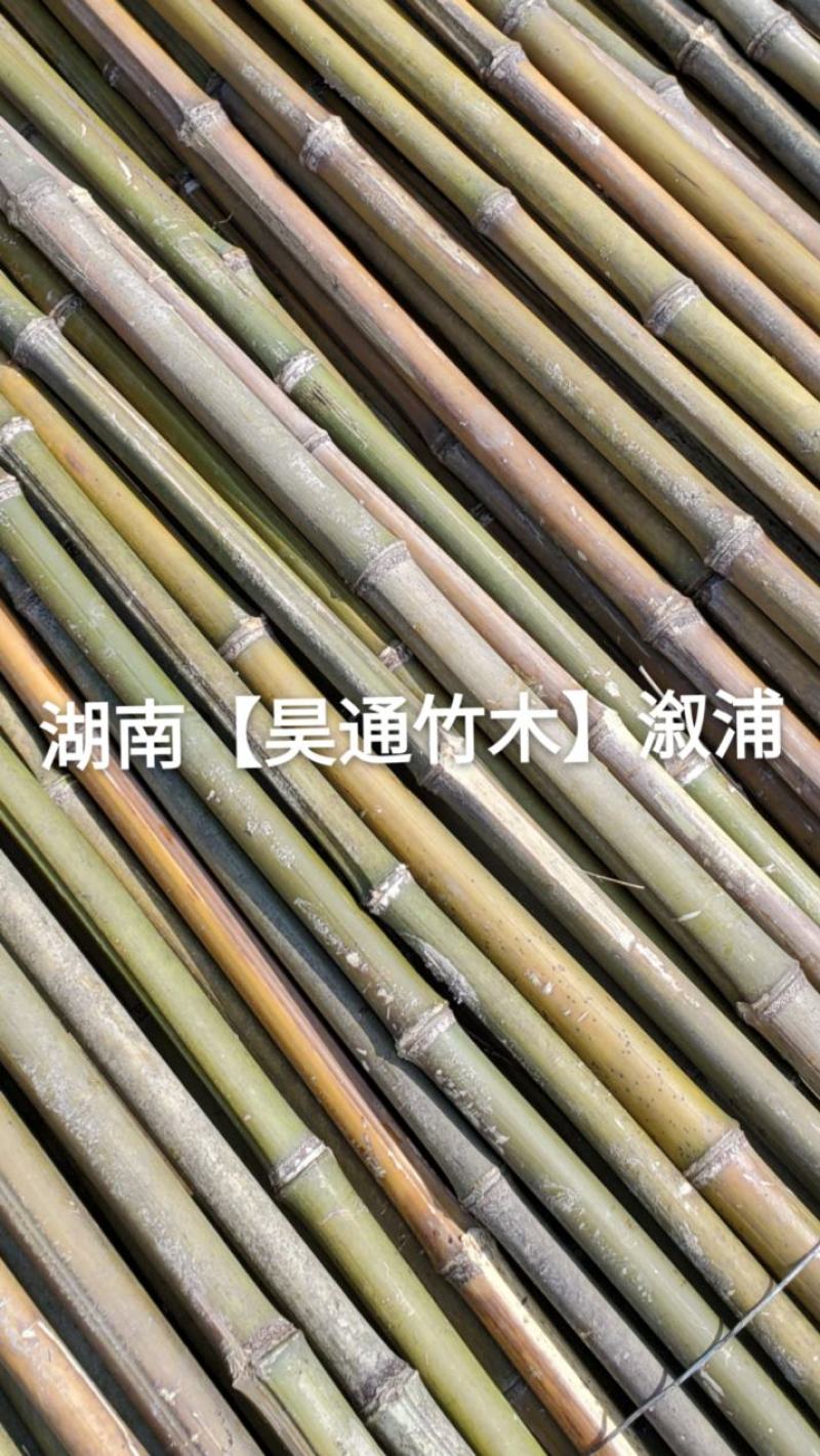 湘西雪峰山竹竿、菜架竹、金竹、铁竹、架菜杆、竹子