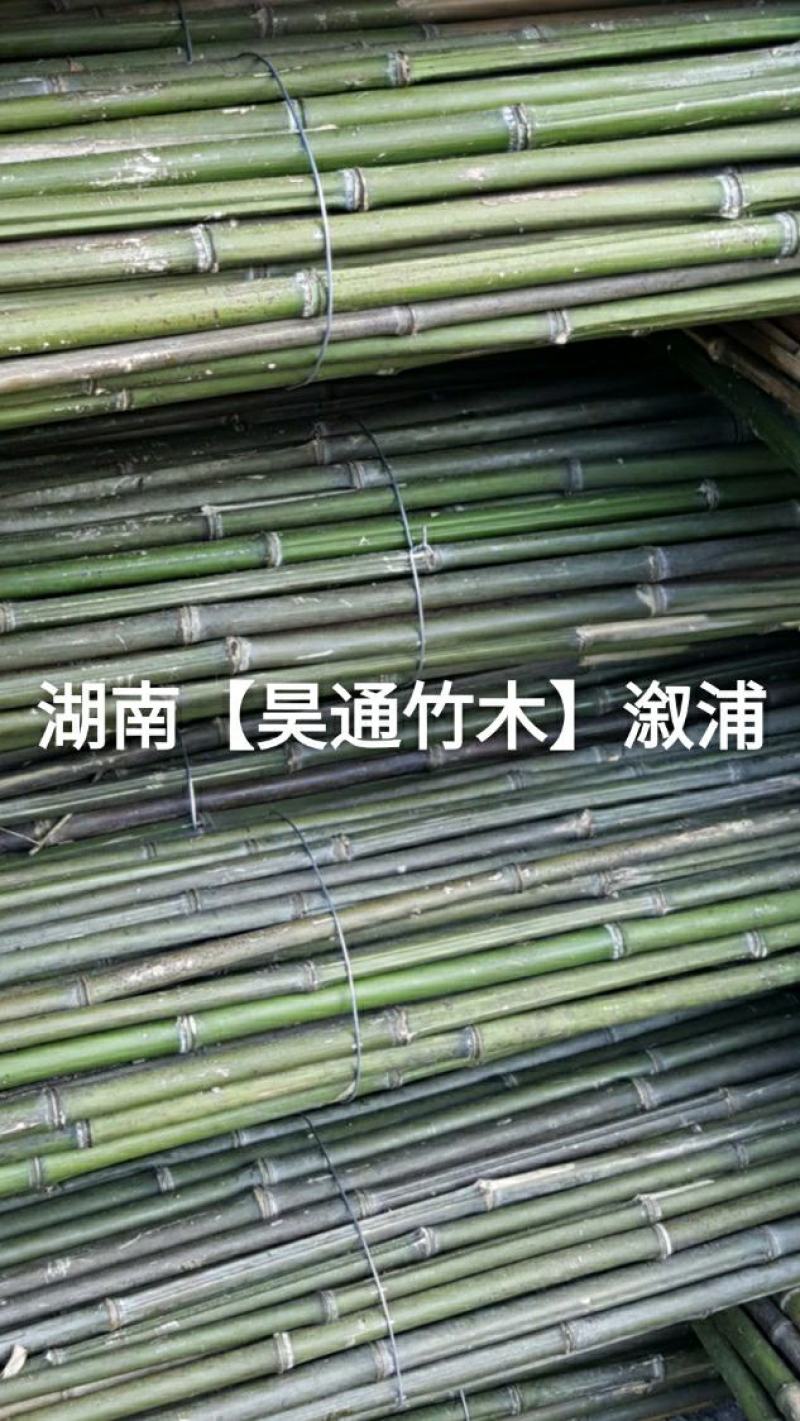 湘西雪峰山竹竿、菜架竹、金竹、铁竹、架菜杆、竹子