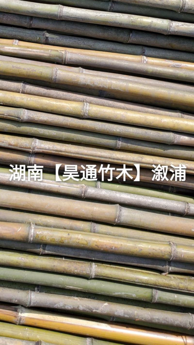 湘西雪峰山竹竿、菜架竹、金竹、铁竹、架菜杆、竹子