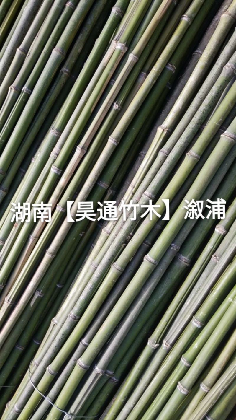 湘西雪峰山竹竿、菜架竹、金竹、铁竹、架菜杆、竹子