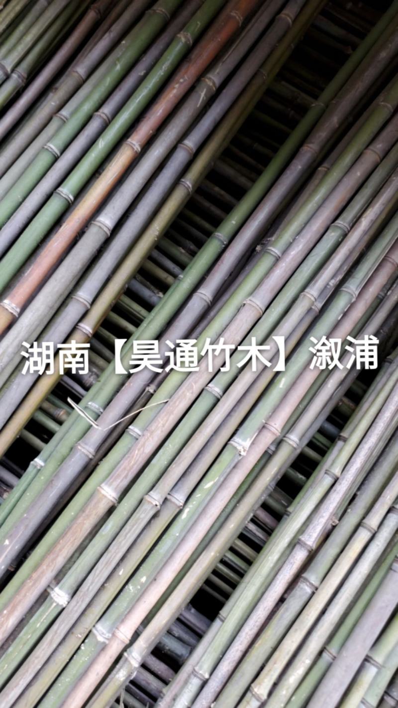 湘西雪峰山竹竿、菜架竹、金竹、铁竹、架菜杆、竹子