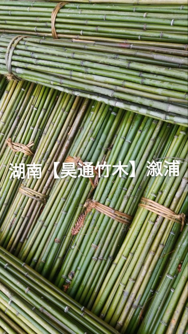 湘西雪峰山竹竿、菜架竹、金竹、铁竹、架菜杆、竹子