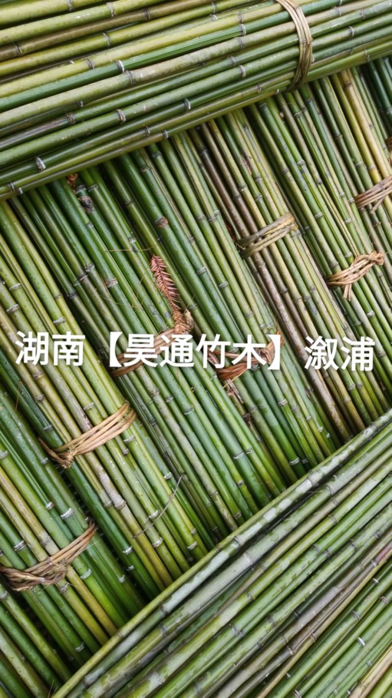 湘西雪峰山竹竿、菜架竹、金竹、铁竹、架菜杆、竹子
