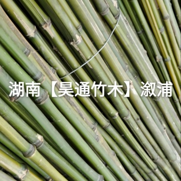 湘西雪峰山竹子、竹竿、菜架竹、竹架条、绿竹、金竹、铁竹
