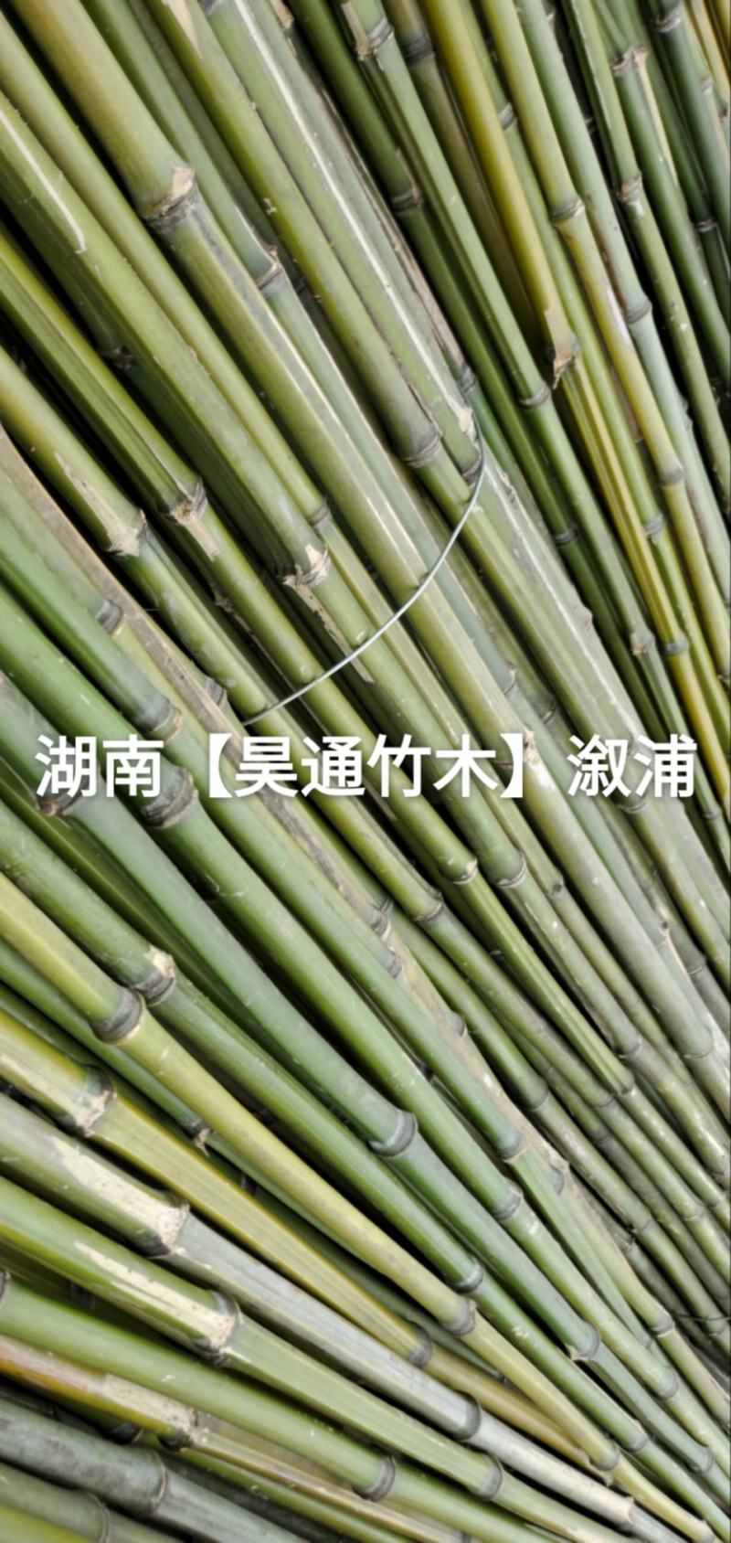 湘西雪峰山竹子、竹竿、菜架竹、竹架条、绿竹、金竹、铁竹